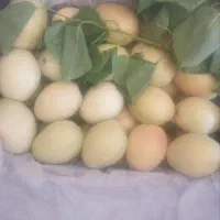 باغ ویلایی و استخر پرورش ماهی