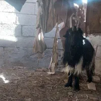 دوبور . بز نر . شاخ انبری . چپش