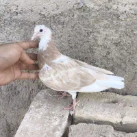 جوجه کبوتر