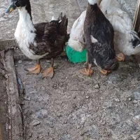 اردک فروش معاوضه