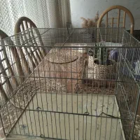 قفس مرغ عشق