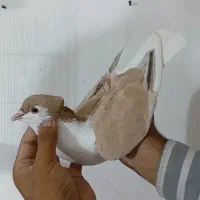 کفتر سینه کله کاکلی ساده هفترنگ