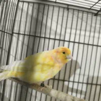 قناری نر ماده مولد به شرط جوجه