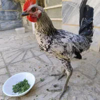 خروس گلین