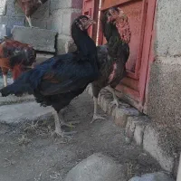 مرغ لاری