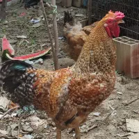 خروس محلی ابلغ