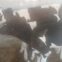 سه راس گوساله  درجه یک  عالی