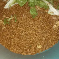 کرم ملیروم طلایی زنده