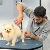 ارایش حیوانات خانگی امیر
