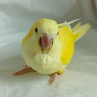 جوجه راهب