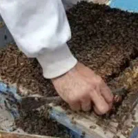 فروش زنبور عسل