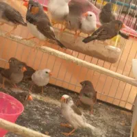 تعدادی فنچ