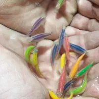 ماهی زبرا باله بلند و هیبرید عمده