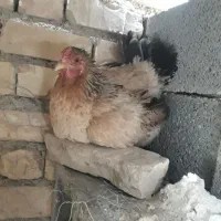 دوتا مرغ کرک