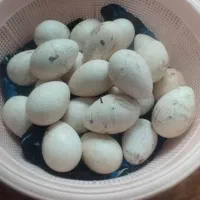 تخم بوقلمون برنز از آمریکایی سنگین سینه پهن اصل