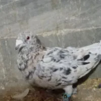 کفتر