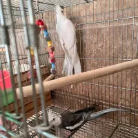 عروس هلندی مولد