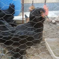 مرغ و خروس مرندی محلی