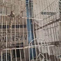 سهره قناری معاوضه