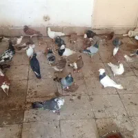 کفتر پرشی بی بوم
