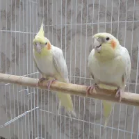 عروس هلندی فوق  مولد