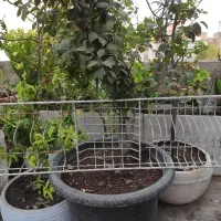 آبچکان ظرفشویی