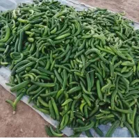 خیار بوته ای