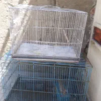 دوعددقفس