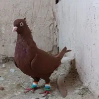 کبوتر دنب سفید و المانی