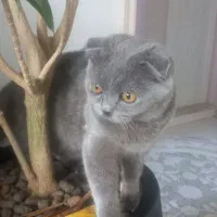 اسکاتیش فولد