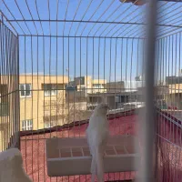 ماده رسمی بلند آماده راه به راه