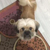 واگذاری رایگان سگ شیتزو