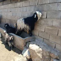 تیر بز روزگاری.   بزو بیگ