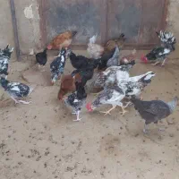 جوجه خروس گلین ومحلی وخروس بفروش میرسد