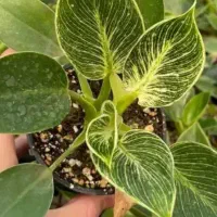 گل زاموفیلیا بلک مشکی وگل دیگه