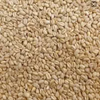 گندم آبی تازه