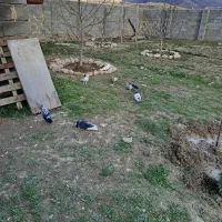 فروش کبوترهای بلند پرواز جفتی 800