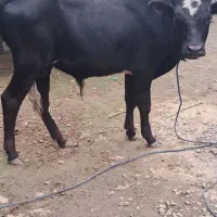 گاو نر