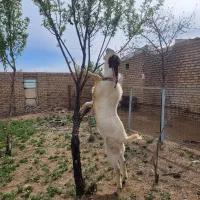 بز گوش دراز