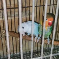 یک جفت کوتوله برزیلی معاوضه با لوتینو نر