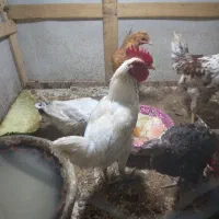 خروس معاوضه