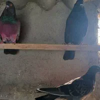 کبوتر زاغ. سبز قرمز گرگی