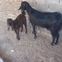 بزه