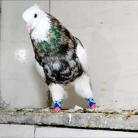 طوقی هفت رنگ