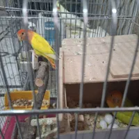 طوطی برزیلی ..کتوله