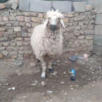 میش ماده