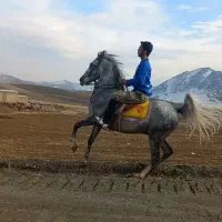 اسب