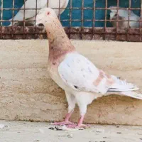 سار هفت رنگ خطی