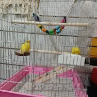 پرنده