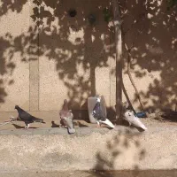 کفتر